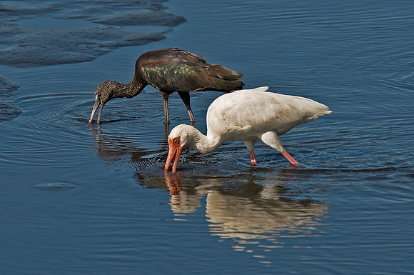 Ibis