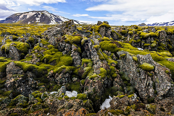 Hellisheioi Moss Covered Lava Field