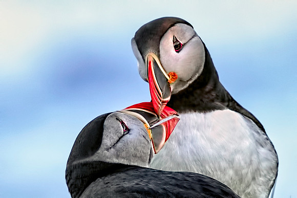Puffin Affection