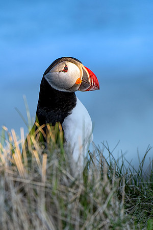 Atlantic Puffin