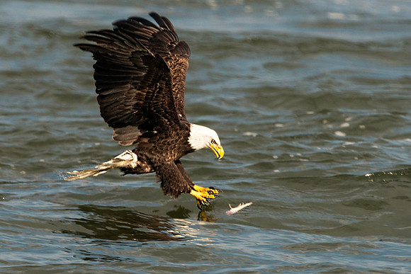 American Bald Eagle