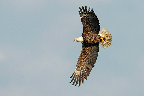 American Bald Eagle