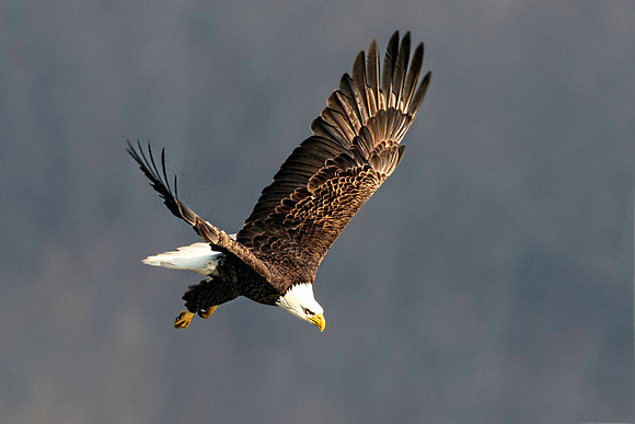 American Bald Eagle