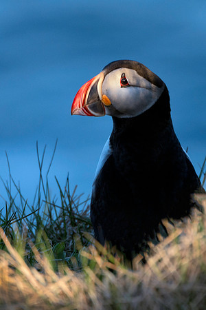 Sunlit Atlantic Puffin