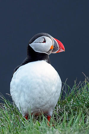 Atlantic Puffin 20