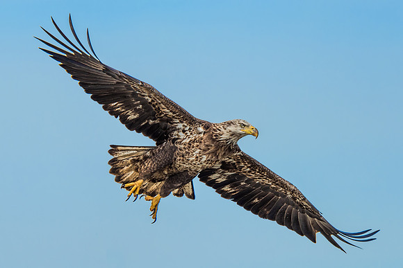 Immature Eagle