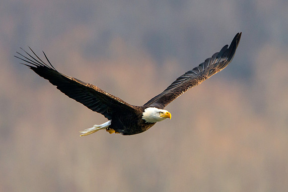 American Bald Eagle at Conowingo Dam, Maryland