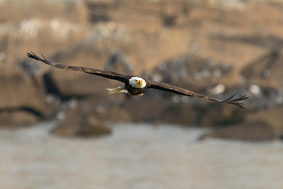 American Bald Eagle at Conowingo Dam, Maryland