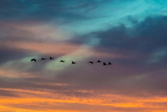 Cranes on the Prairie at Sunset