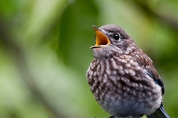 Bluebird Fledgling