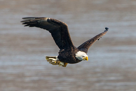 American Bald Eagle