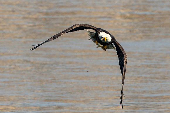 American Bald Eagle