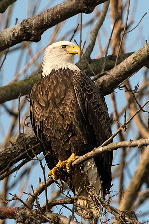 American Bald Eagle