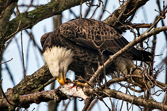 American Bald Eagle