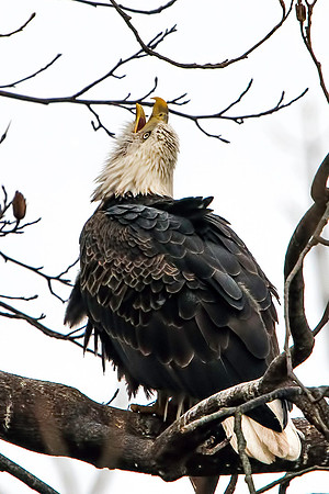 American Bald Eagle