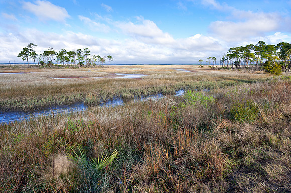 Florida Scene