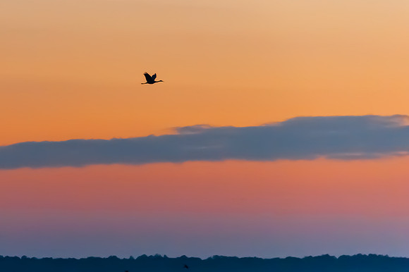 Lone Sandhill Crane at Dusk on the Prairie
