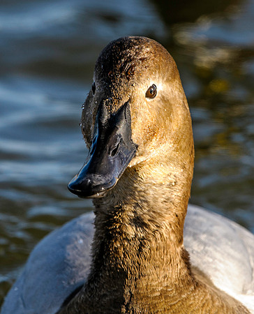 Canvasback Duck