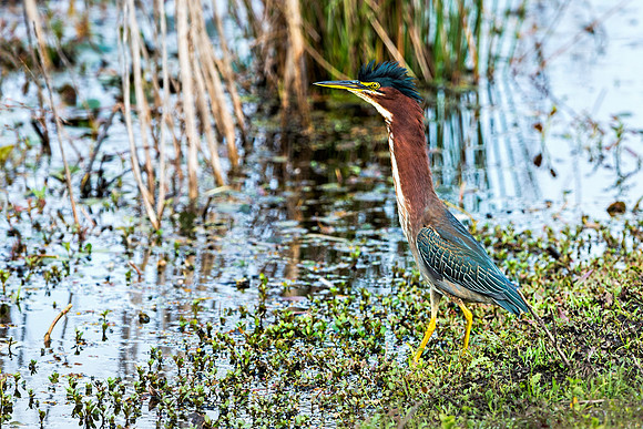Green Heron on the Prairie