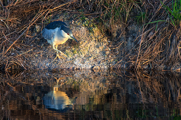 Black Crowned Nigth Heron