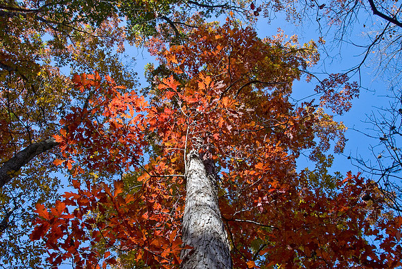 Oak Tree