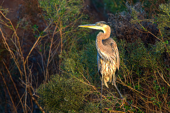 Great Blue Heron