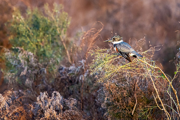 Belted Kingfisher