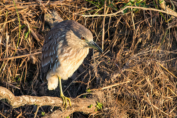 Juvenile Black Crowned Night Heron