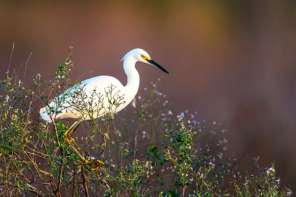 Snowy Egret