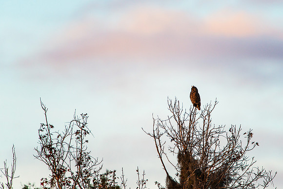 Great Horned Owl at Paynes Prairie Preserve State Park