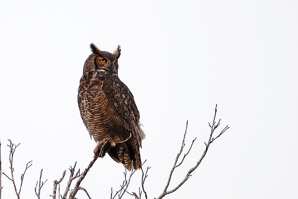 Great Horned Owl at Paynes Prairie Preserve State Park