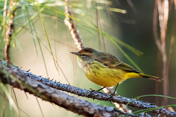 Palm Warbler