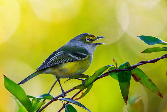 White-eyed Vireo