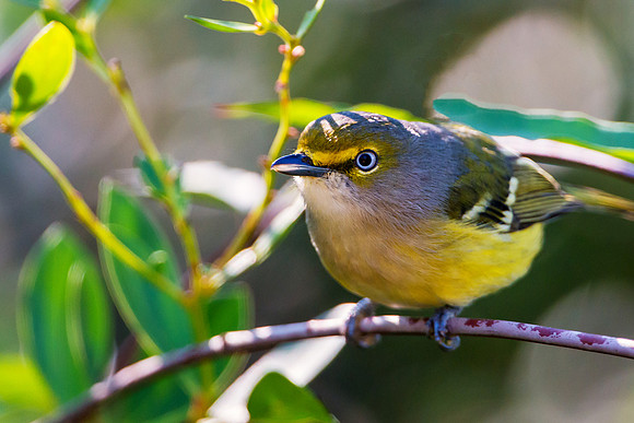 White-eyed Vireo