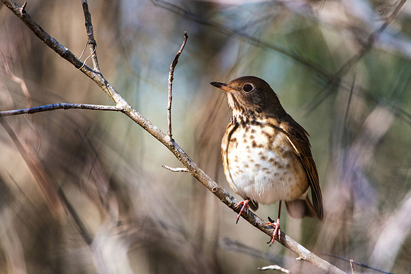 Hermit Thrush