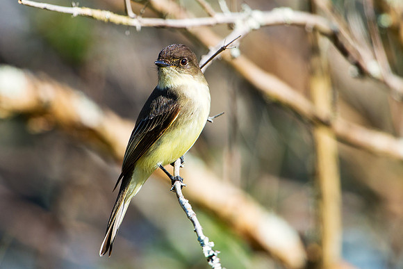 Eastern Phoebe