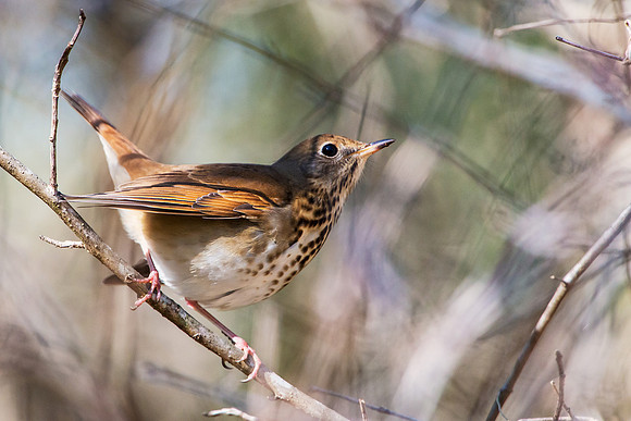 Hermit Thrush