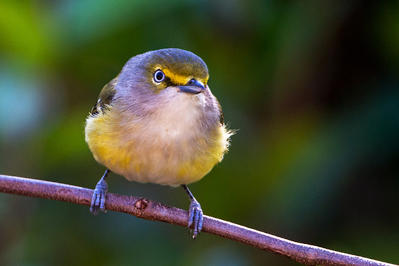 White-eyed Vireo