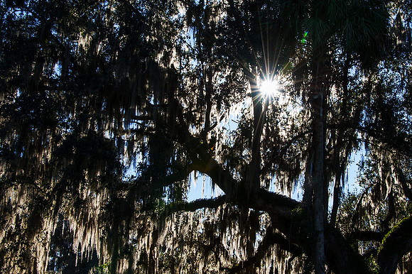 Oak Tree and Morning Sun