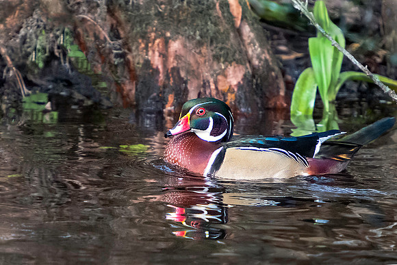 Male Wood Duck on Wakulla River