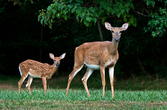 Doe and One of Her Fawns