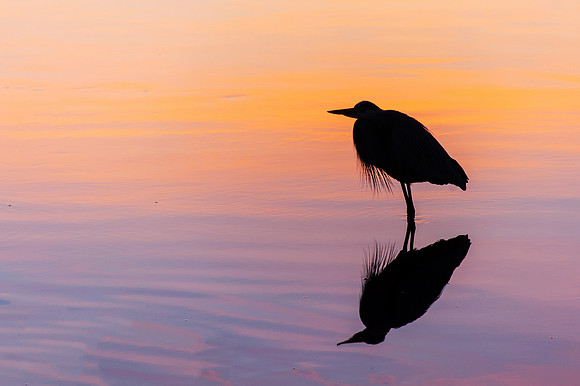 Blue Heron at Sunrise on the Carrabelle River