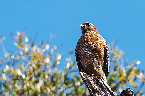 Red Shouldered Hawk