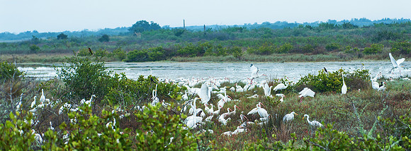 Egret Conventon