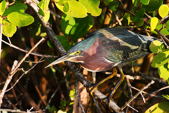 Green Heron