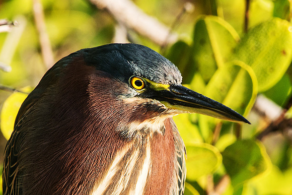 Green Heron