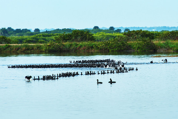 Coots