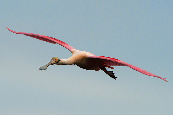 Roseate Spoonbill
