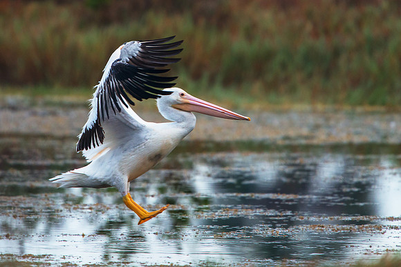 White Pelican Landing