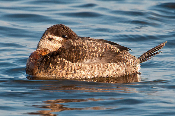 Ruddy Duck Nap Time